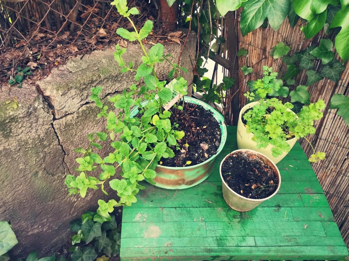 Flat In Historic Villa With Your Own Private Garden, Near City Park Budapest Esterno foto
